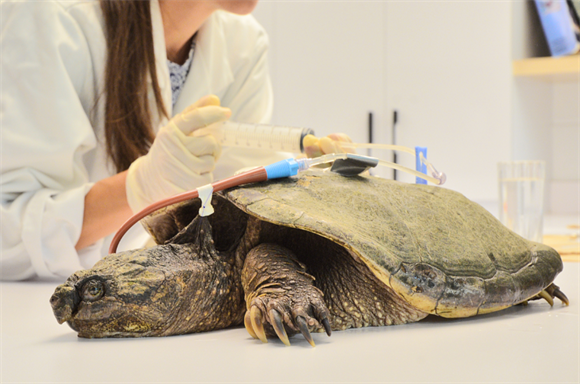 The case of Léo, the snapping turtle - Parc de la Rivière-des-Mille-Îles