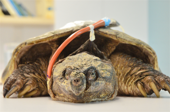 The case of Léo, the snapping turtle - Parc de la Rivière-des-Mille-Îles