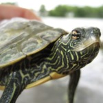 Conférences sur les tortues