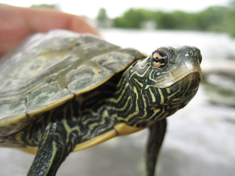 Conférences sur les tortues
