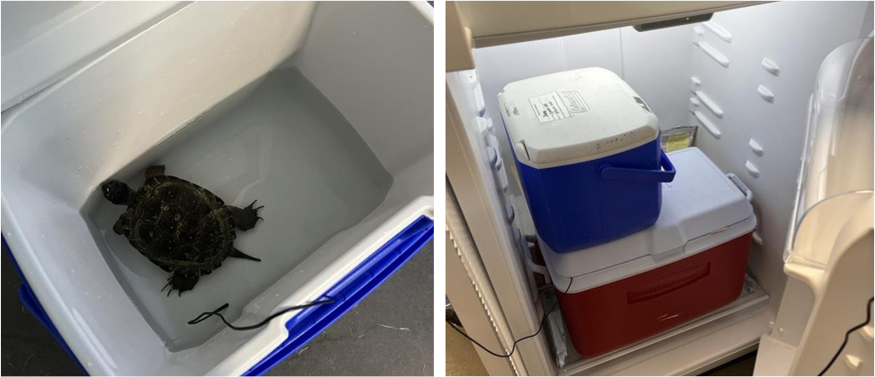 tortue placée en hibernation au Centre de réhabilitation pour tortues du Québec