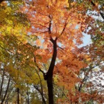 Randonnée aux couleurs de l'automne