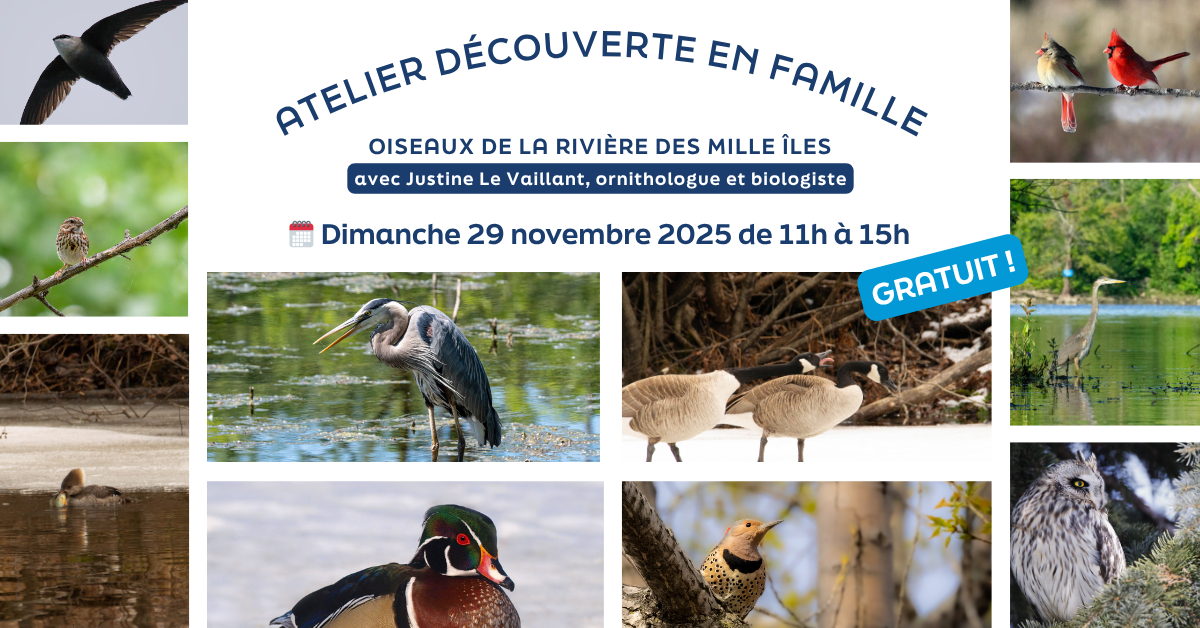 GRATUIT - Atelier découverte - Oiseaux de la Rivière-des-Mille-Îles