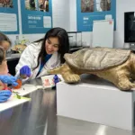 GRATUIT - Animalier d'un jour - Petits animaliers (6-9 ans)