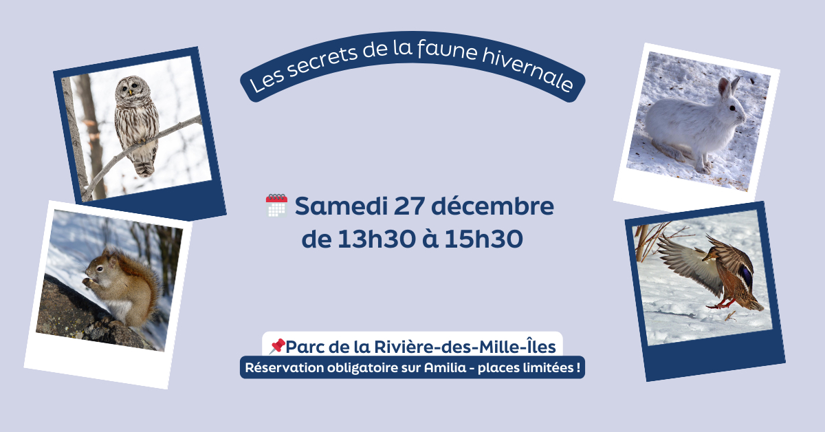 Les secrets de la faune hivernale 🦉