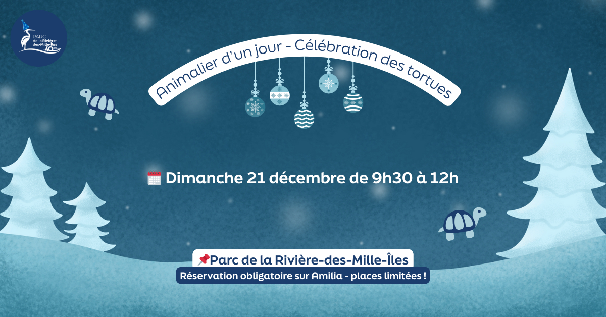 Animalier d'un jour - La célébration des tortues et fabrication d'ornements🎄